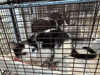 Domestic Short Hair Cats Available for Adoption in San Antonio, Texas - A801671 | PetCurious