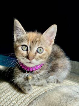 Little Ann -  Domestic Short Hair Cat for Adoption in Seal Beach, California - Little Ann | PetCurious