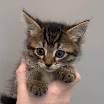 Domestic Short Hair Cats Available for Adoption in Sand Springs, Oklahoma - Cash | PetCurious