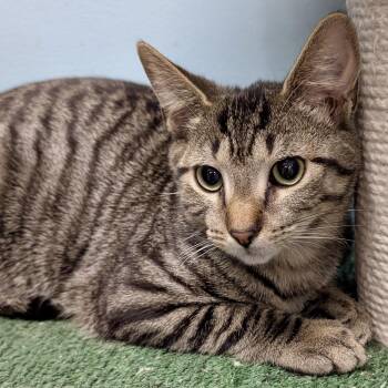 Tabby Cats Available for Adoption in Smithfield, North Carolina - Squatty  | PetCurious