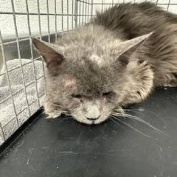 Domestic Long Hair Cats Available for Adoption in Kanab, Utah - Legion | PetCurious