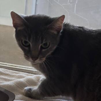 Andromeda -  Domestic Short Hair Cat for Adoption in Leander, Texas - Andromeda | PetCurious