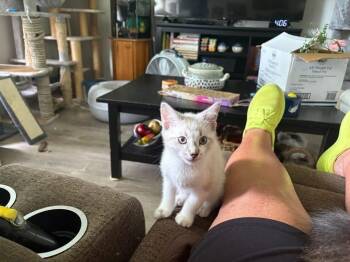 Sir Hilton -  Siamese Cat for Adoption in Grand Rapids, Michigan - Sir Hilton | PetCurious