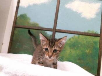 MEATBALL -  Domestic Short Hair Cat for Adoption in Houston, Texas - MEATBALL | PetCurious