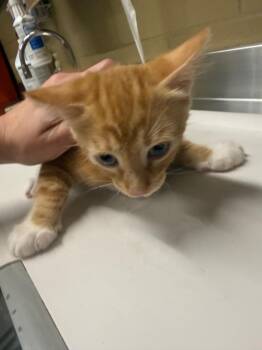 Domestic Short Hair Cats Available for Adoption in Douglasville, Georgia - Billie | PetCurious