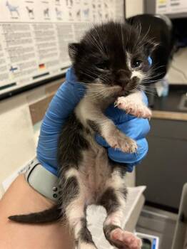 Domestic Short Hair Cats Available for Adoption in Long Beach, California - BRUCE LEE | PetCurious