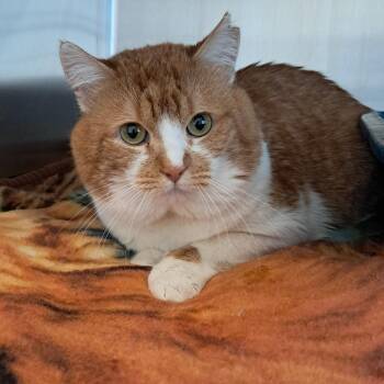 Cheddar -  Domestic Short Hair Cat Available for Adoption in Concord, New Hampshire - Cheddar | PetCurious