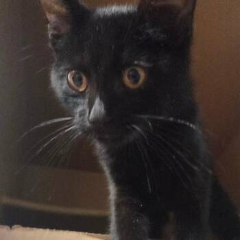 Shadow -  Domestic Short Hair Cat for Adoption in Madisonville, Kentucky - Shadow | PetCurious