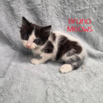 Bruno Meows -  Domestic Short Hair Cat for Adoption in Parkersburg, West Virginia - Bruno Meows | PetCurious