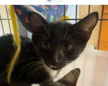 Lyric -  Domestic Short Hair and Tuxedo Cat for Adoption in Fort Myers, Florida - Lyric | PetCurious