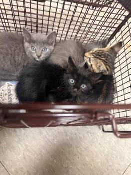 26-1038C -  Domestic Short Hair Cat for Adoption in Sorrento, Louisiana - 26-1038C | PetCurious