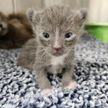 Rocket -  Domestic Long Hair Cat for Adoption in Redwood Valley, California - Rocket | PetCurious