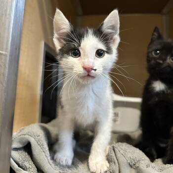 Rescue Domestic Short Hair Cats for Adoption in Chesapeake, Virginia - Home Depot | PetCurious