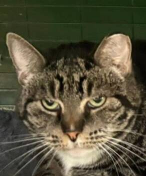 Monkey "Left behind -  Domestic Short Hair Cat for Adoption in New Braunfels, Texas - Monkey "Left Behind | PetCurious