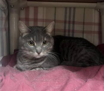 Domestic Short Hair Cats Available for Adoption in Boston, Massachusetts - PERU | PetCurious