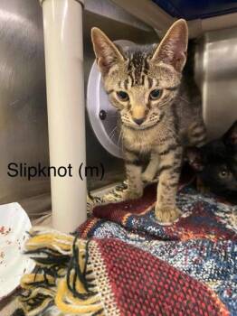 Slipknot -  Domestic Short Hair Cat for Adoption in Hobart, Indiana - Slipknot | PetCurious
