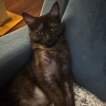 Domestic Medium Hair Cats Available for Adoption - Tiana | PetCurious