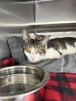 Domestic Short Hair Cats Available for Adoption in Manitowoc, Wisconsin - Chum Chum | PetCurious