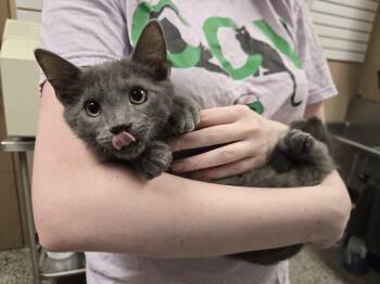 Andesite ("Andy") -  Domestic Short Hair Cat for Adoption in Richmond, Kentucky - Andesite ("Andy") | PetCurious