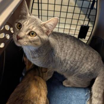 Shinx BONDED with Sprigtito -  Domestic Short Hair Cat for Adoption in Wilmington, Delaware - Shinx BONDED With Sprigtito | PetCurious
