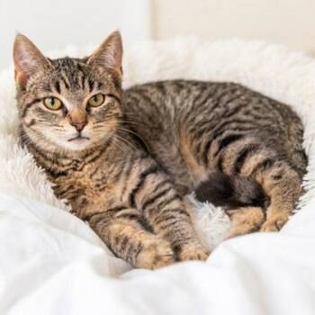 Domestic Short Hair Cats Available for Adoption - Petunia | PetCurious