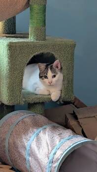 Mila -  Domestic Short Hair Cat for Adoption in Winnipeg, Manitoba - Mila | PetCurious