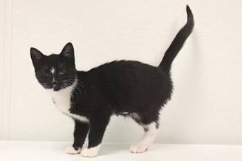 Domestic Short Hair Cats Available for Adoption - Gretchen | PetCurious