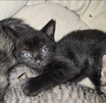 Sabrina -  Domestic Short Hair Cat for Adoption in San Antonio, Texas - Sabrina | PetCurious