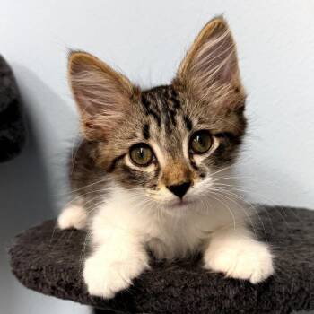 Albatross -  Domestic Medium Hair Cat for Adoption in Pontiac, Illinois - Albatross | PetCurious