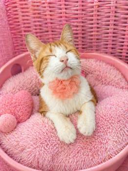 Domestic Short Hair Cats Available for Adoption in Tavares, Florida - Lantana | PetCurious