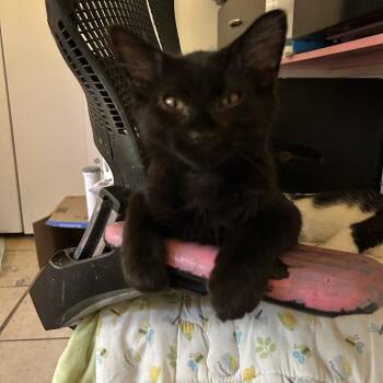 Barrett -  Domestic Long Hair Cat for Adoption in Layton, Utah - Barrett | PetCurious