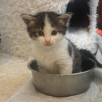Princsss Daisy -  Domestic Medium Hair Cat for Adoption in Long Beach, California - Princsss Daisy | PetCurious