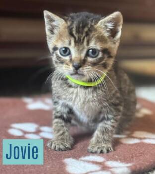 Domestic Short Hair Cats Available for Adoption - Jovie | PetCurious