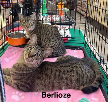 Tabby Cats Available for Adoption - Berlioz  | PetCurious