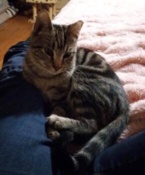 Domestic Short Hair Cats Available for Adoption - Shadow Station | PetCurious