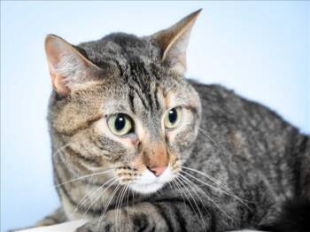 Domestic Short Hair Cats Available for Adoption in Loveland, Colorado - PEPPER | PetCurious