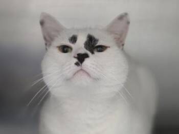 Honey -  Domestic Short Hair Cat for Adoption in Woodbury, Minnesota - Honey | PetCurious