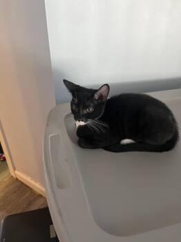 Runt -  Domestic Short Hair Cat for Adoption in Cary, North Carolina - Runt | PetCurious