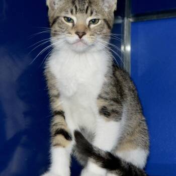 Domestic Short Hair Cats Available for Adoption in Los Angeles, California - David | PetCurious