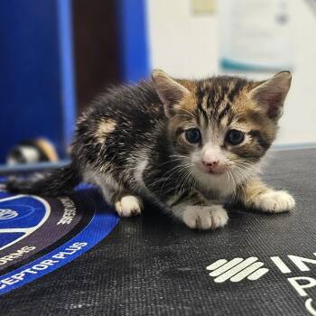 Rescue Domestic Short Hair Cats for Adoption in Wahiawa, Hawaii - Green Bean Casserole | PetCurious