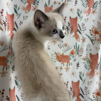 Bubbles -  Domestic Short Hair Cat Available for Adoption in Puslinch, Ontario - Bubbles | PetCurious