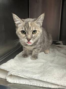 MOONSTONE* -  Domestic Short Hair Cat for Adoption in Santa Cruz, California - MOONSTONE* | PetCurious