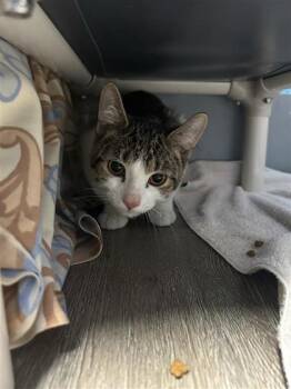 Vaduz (pas collier) -  Domestic Short Hair Cat for Adoption in Montreal, Quebec - Vaduz (pas Collier) | PetCurious