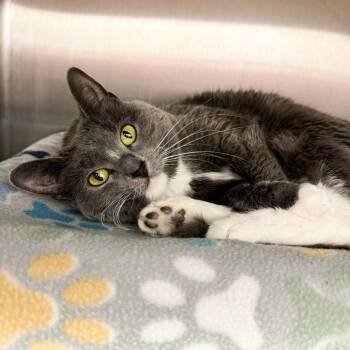 American Shorthair Cats Available for Adoption in Fort Wayne, Indiana - Lily | PetCurious