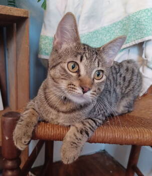 Rescue Domestic Short Hair Cats for Adoption in Greenville, Illinois - Tofu | PetCurious
