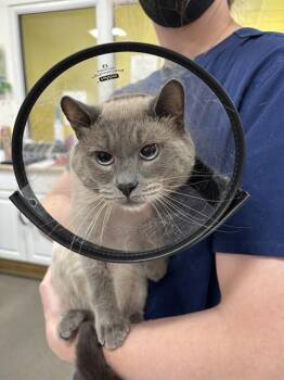 Siamese Cats Available for Adoption - WINTOR | PetCurious