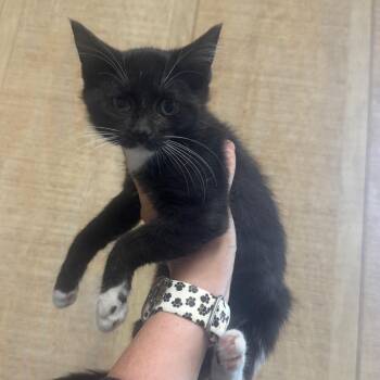 Doc -  Domestic Short Hair Cat for Adoption in New York, New York - Doc | PetCurious
