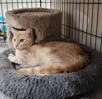 Rescue Domestic Short Hair and Tabby Cats for Adoption in San Jose, California - Penny | PetCurious
