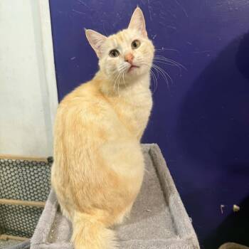 Domestic Short Hair Cats Available for Adoption in Antioch, California - Renatta | PetCurious
