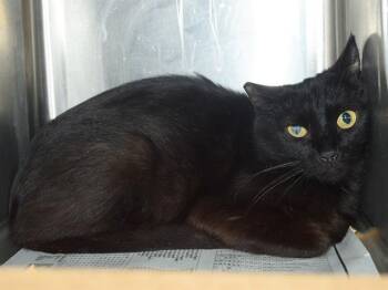 PATTY (BARN CAT) -  Domestic Short Hair Cat for Adoption in Sacramento, California - PATTY (BARN CAT) | PetCurious